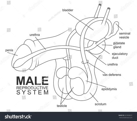 dick pics|Male Genitalia Pictures, Anatomy & Diagram 